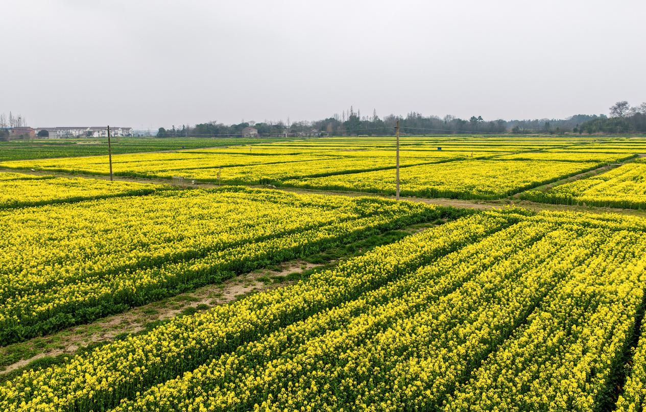 DJI_20260304105538_0075_D