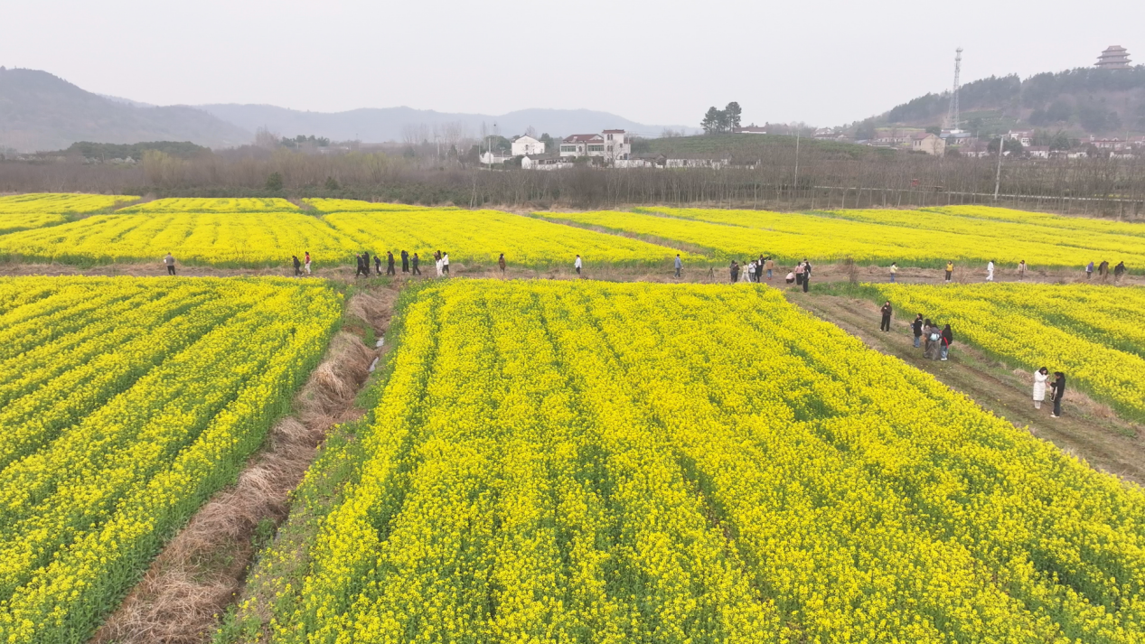 ffddfe3fc4e4cc486943ffa4c45196b7