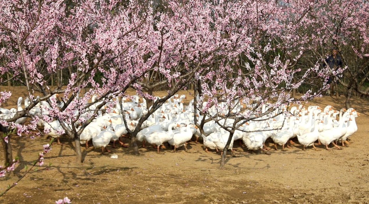 白鹅在桃林下觅食，休憩 (3).JPG