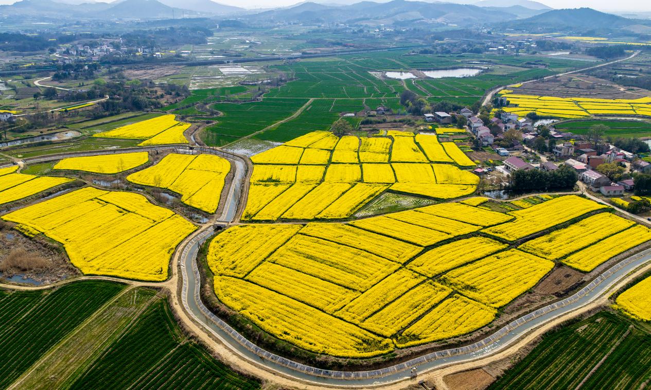 安徽庐江：花海翻金浪   山下春意浓