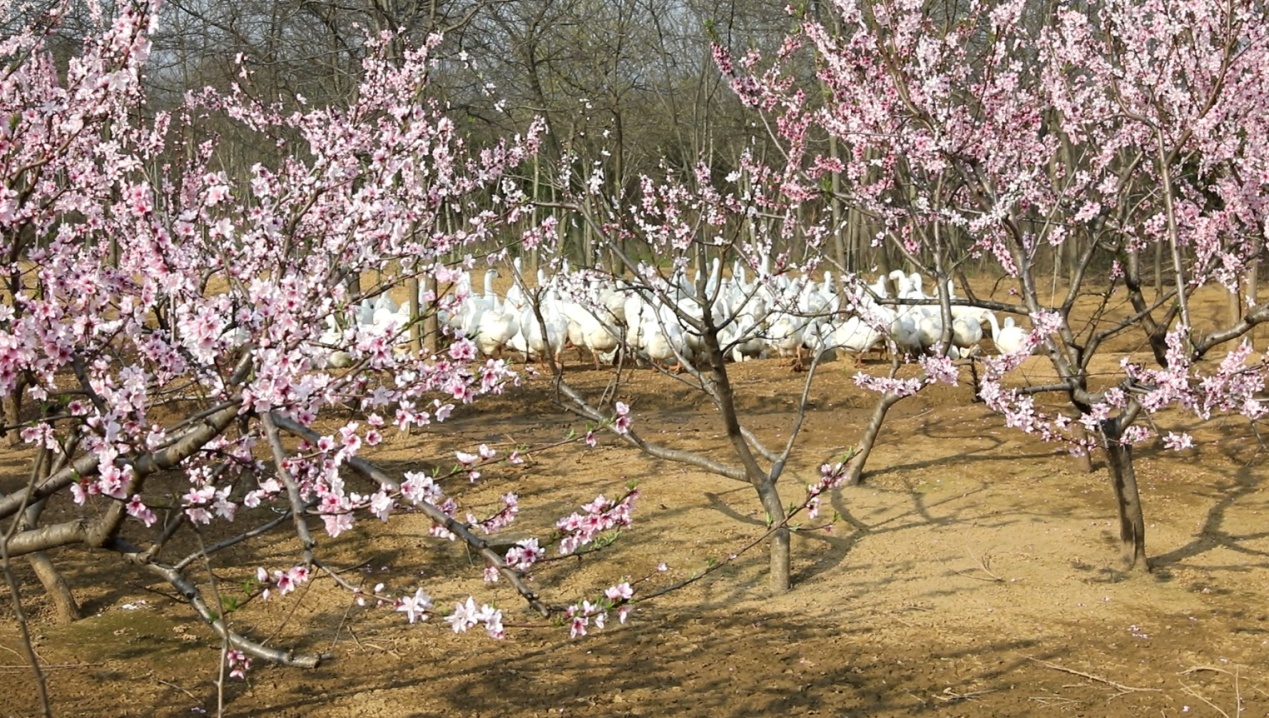 白鹅在桃林下觅食，休憩 (1).JPG
