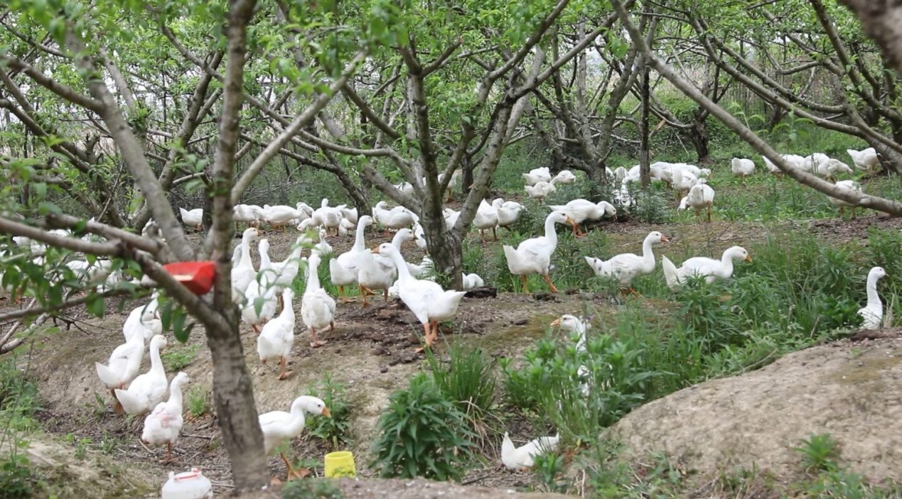 白鹅在桃林下觅食，休憩 (2).JPG