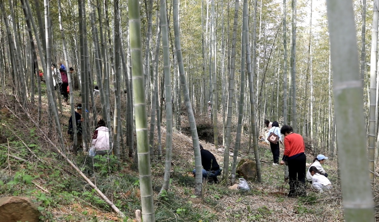游客在竹海寻找竹笋.JPG