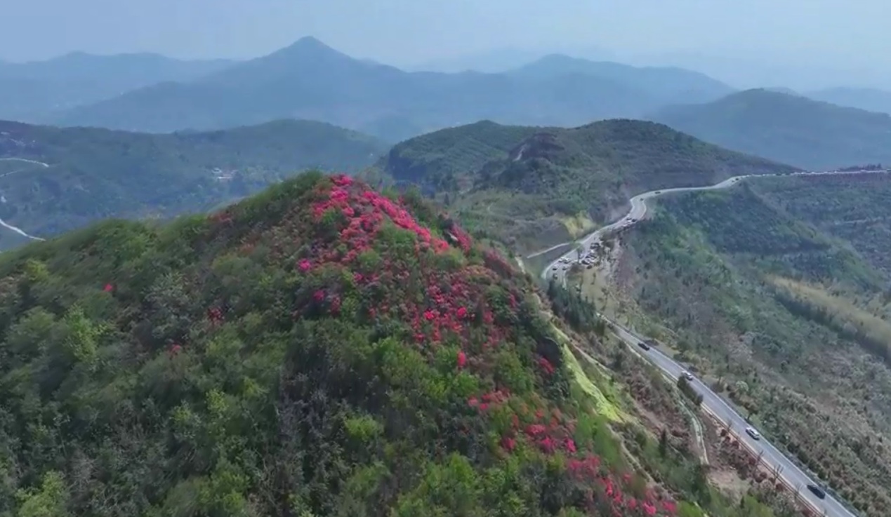 双顶山上 杜鹃花开正艳 (2).JPG