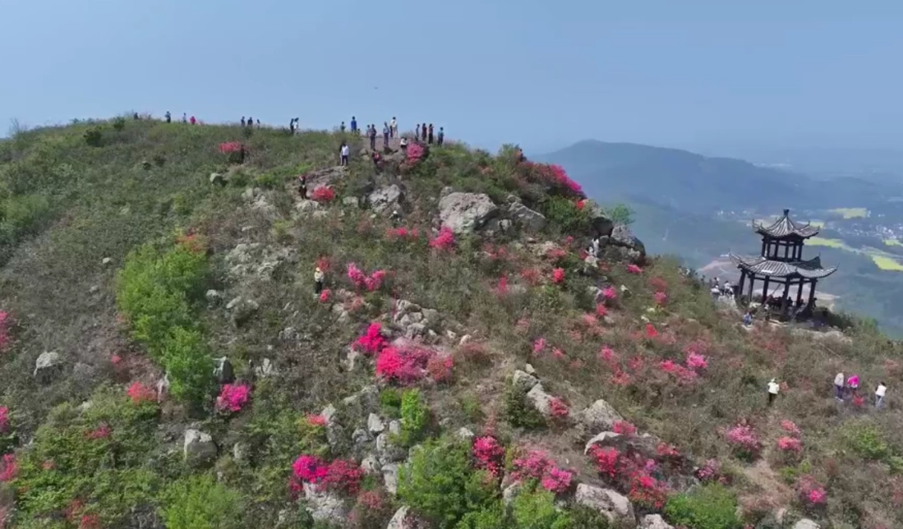双顶山上 杜鹃花开正艳 (3).JPG