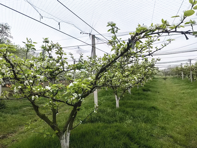 梨花盛开2_副本