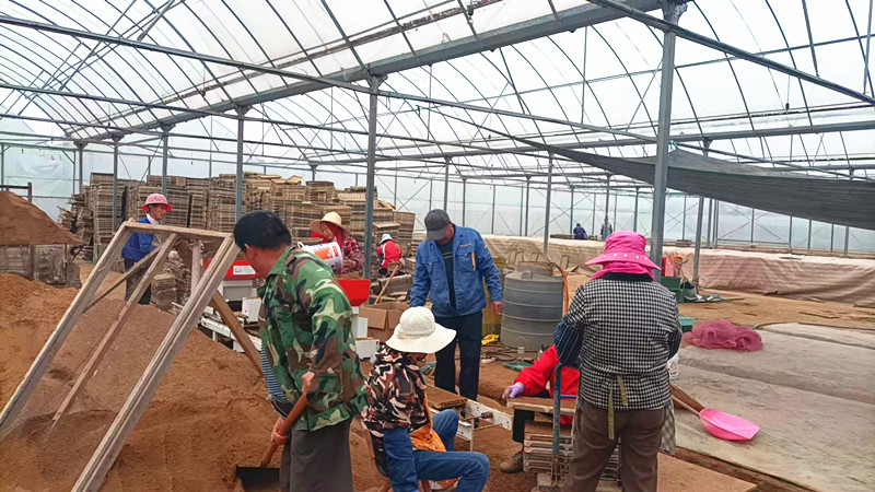 机械化育秧2_副本