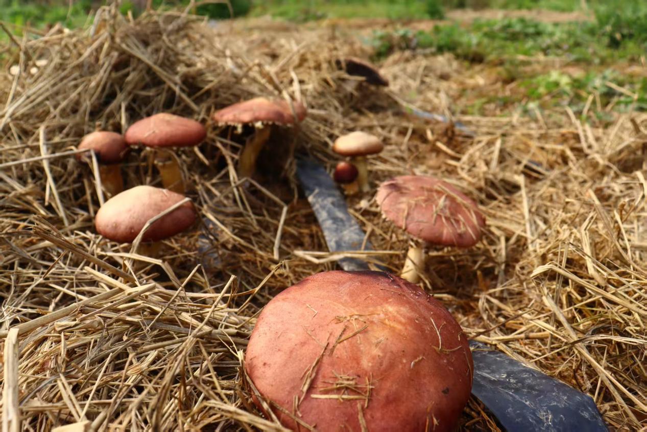 427c58376f745eb8f5013176af4f0bc5