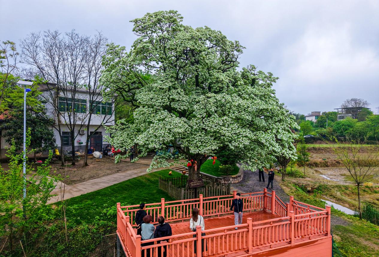 DJI_20260412103321_0049_D