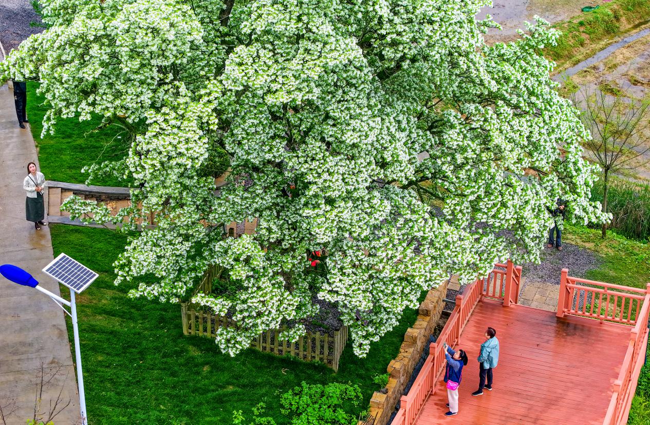 五百岁古流苏成庐江春日“顶流”