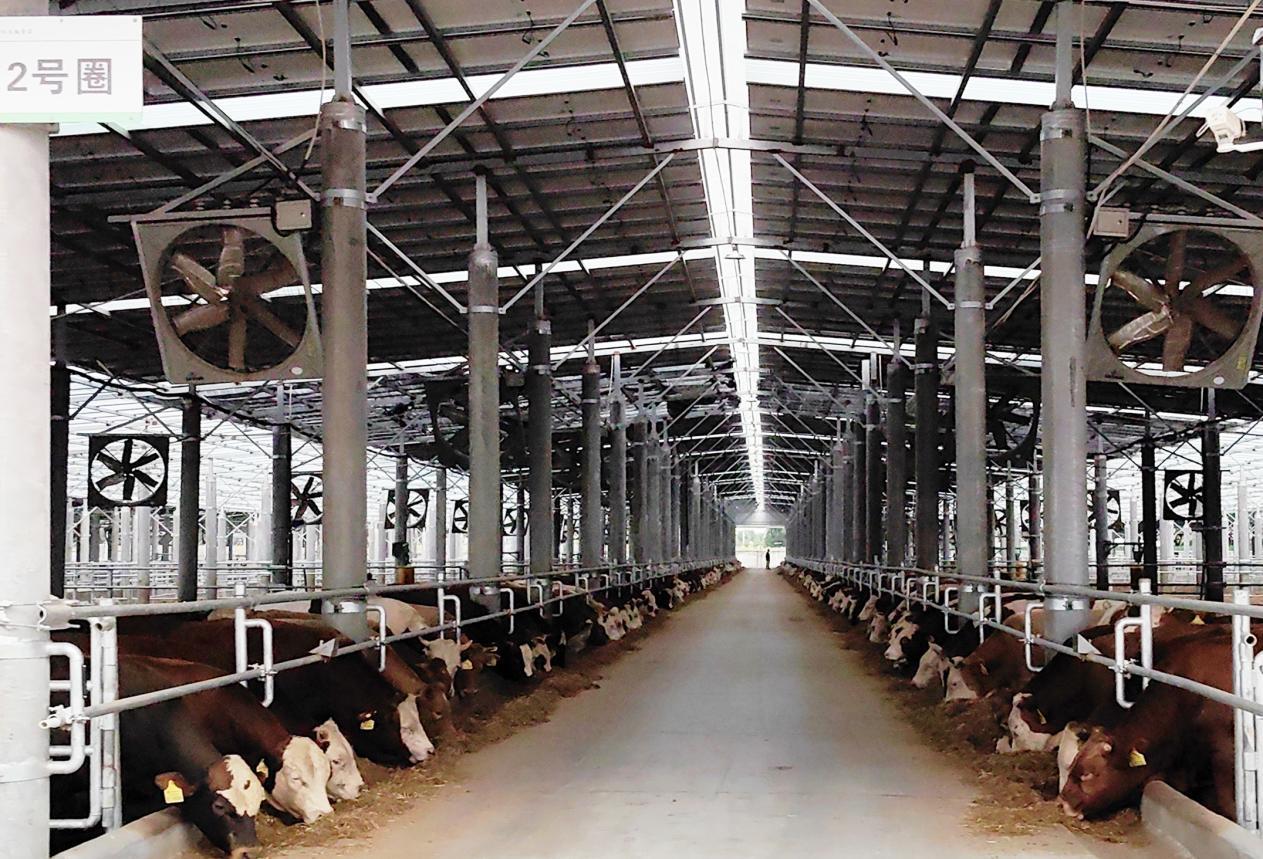 附图4  亳州市利辛县欣浩翔食品有限公司肉牛养殖基地