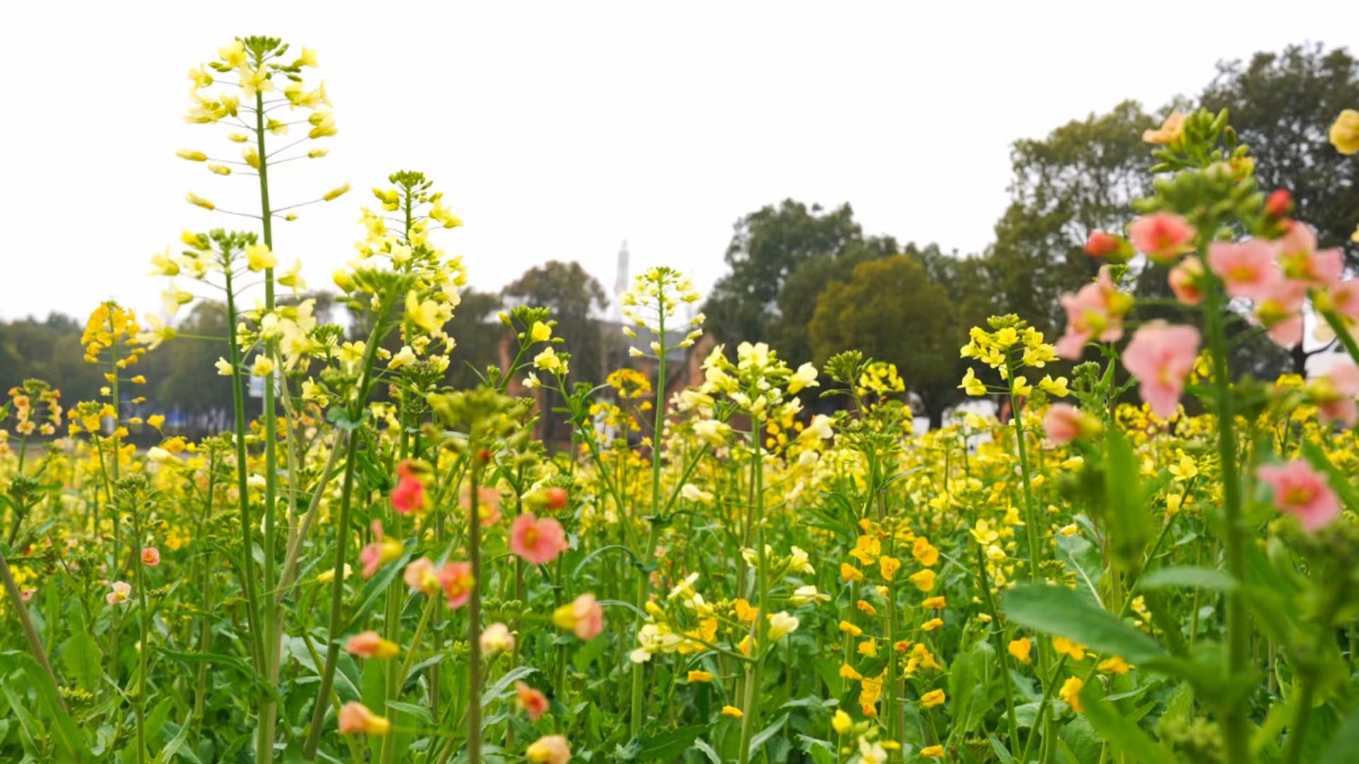 298aa45152710d004062e2da6fe3d88d