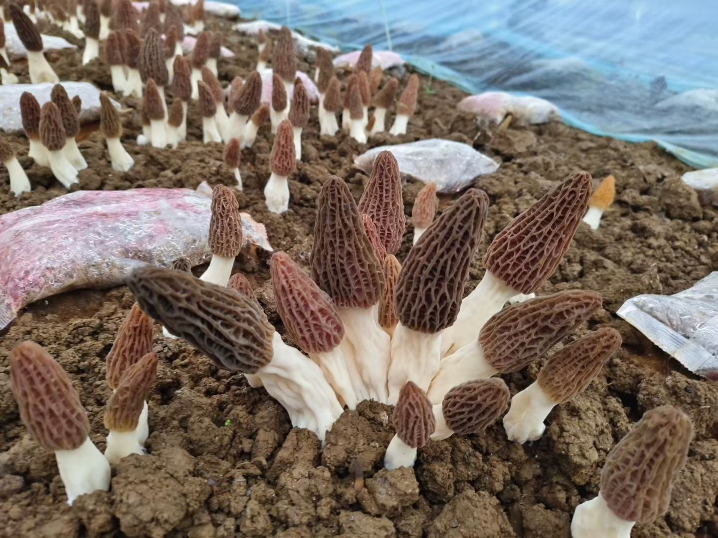 d0d42af8f242163dd0a29dabf8e2387c