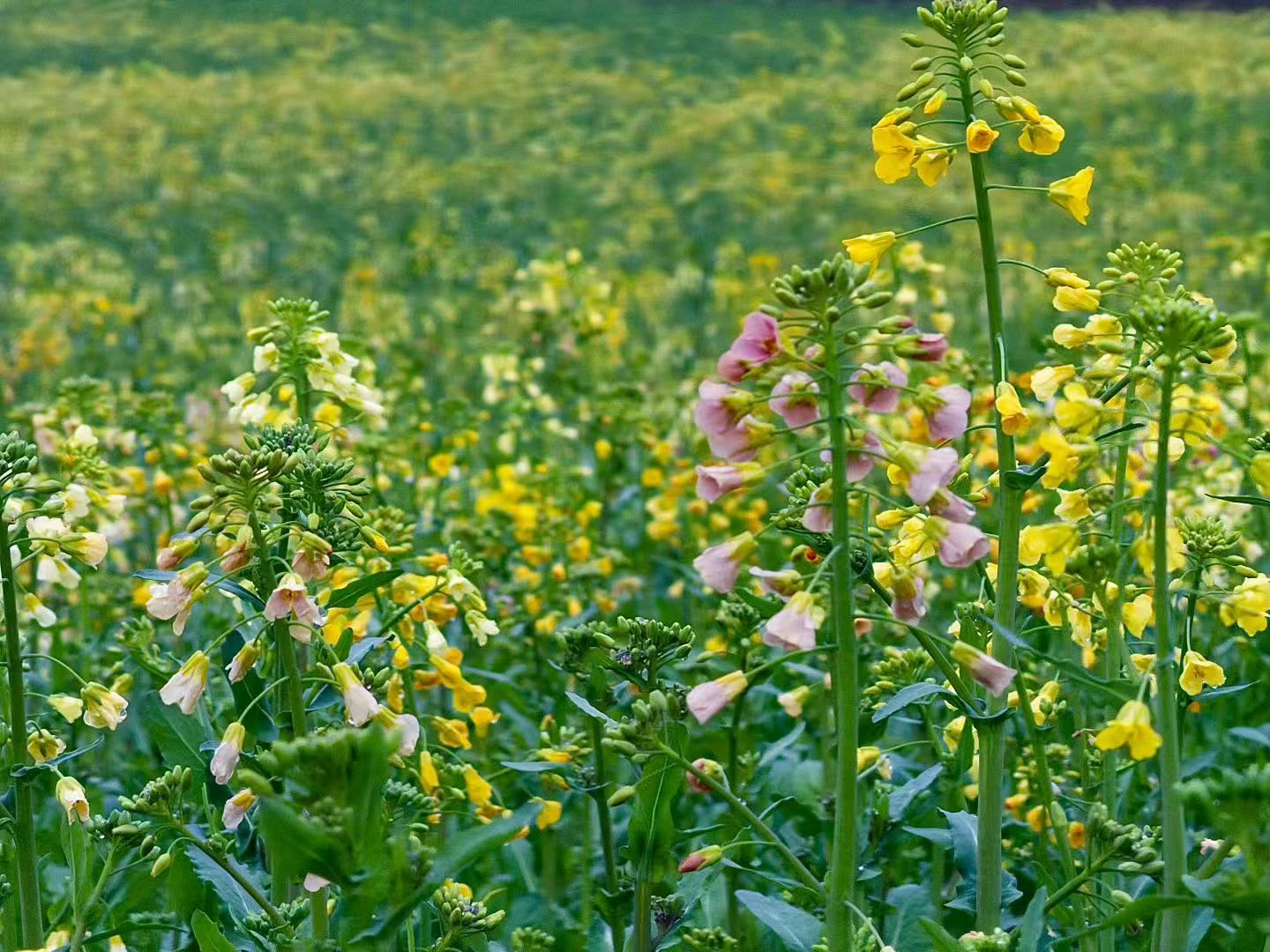 68fd81116ceceaaa92817144010b257b