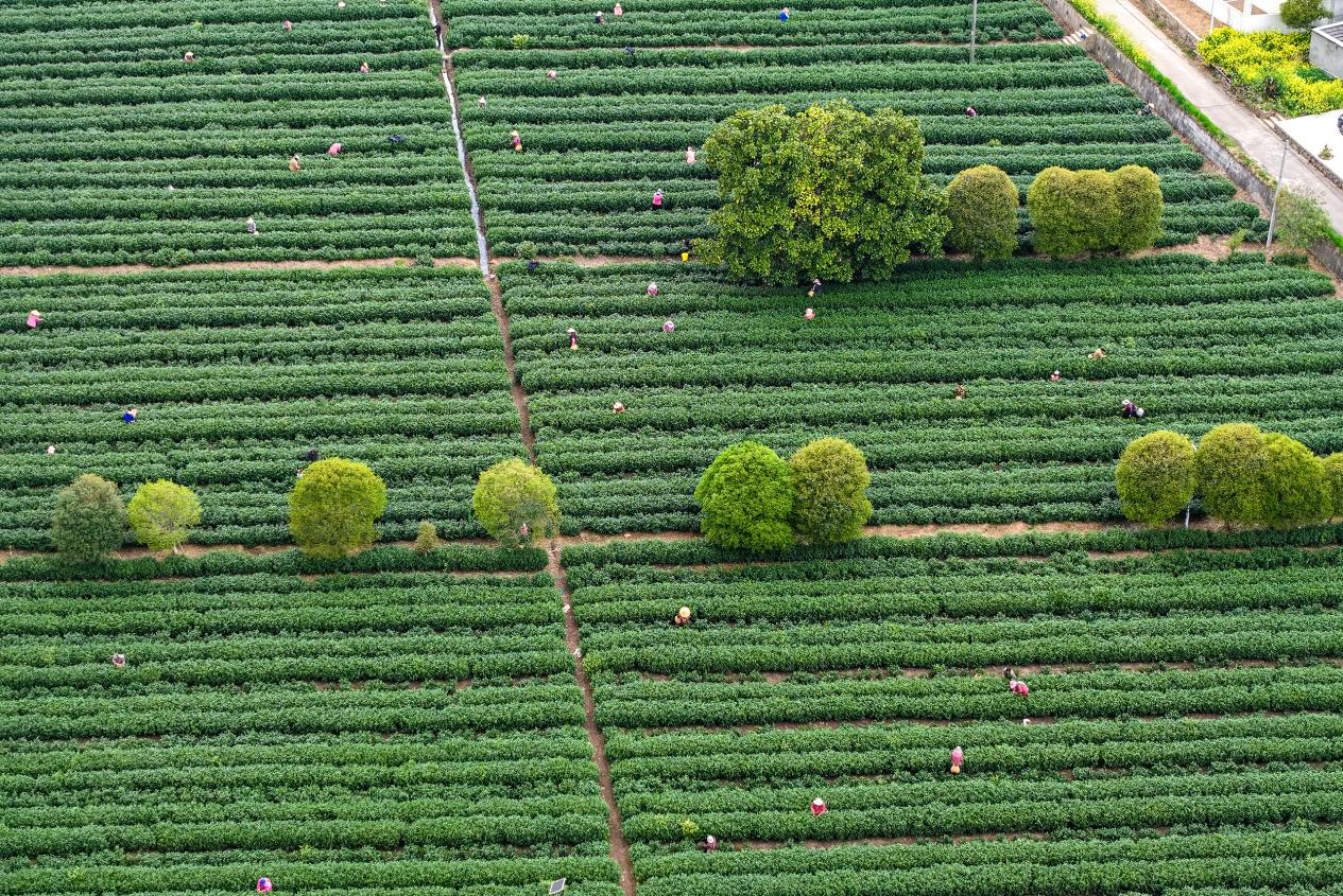 DJI_20260404160125_0253_D