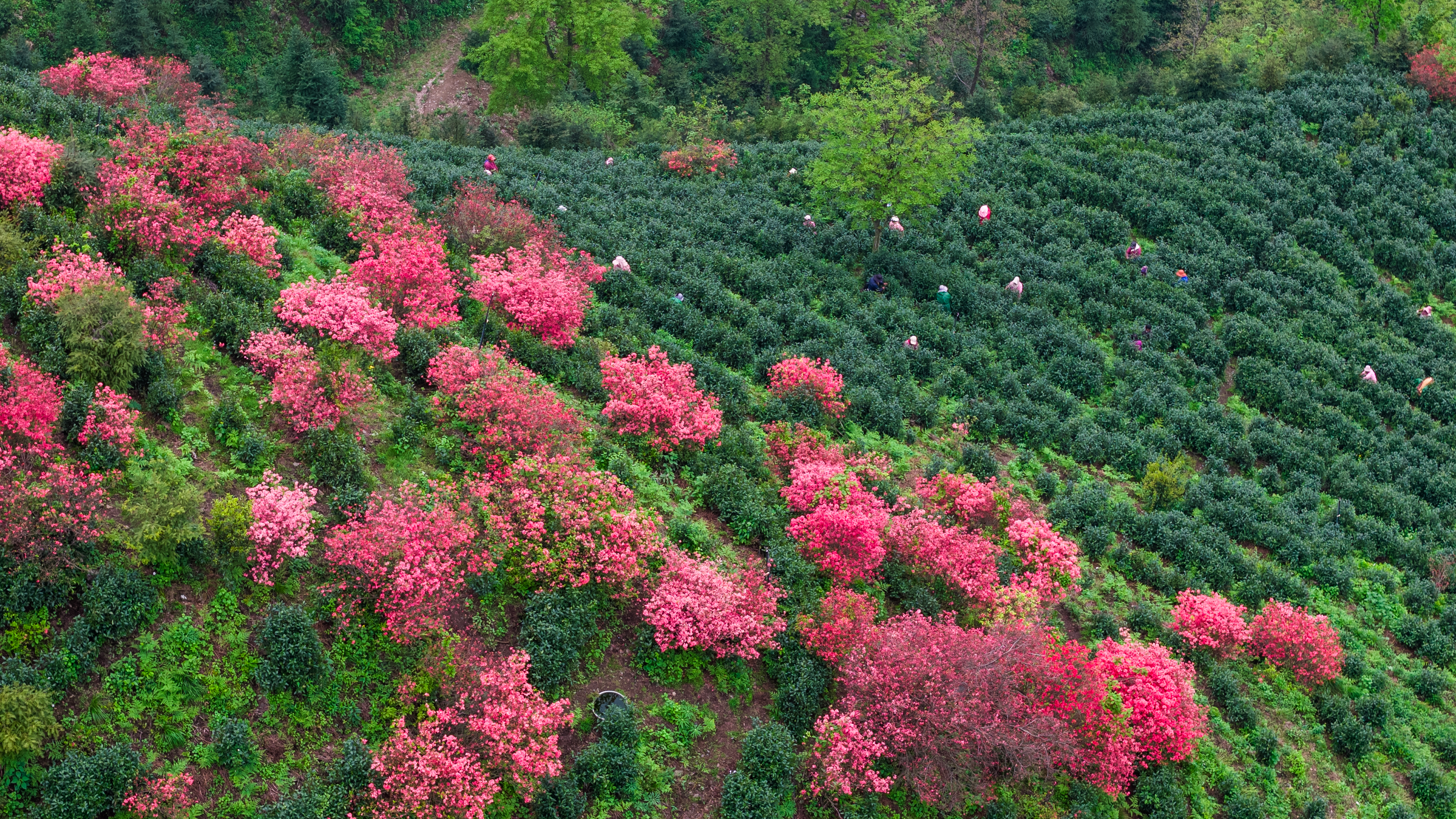 ecda945200e7cea5a2274121968008b5