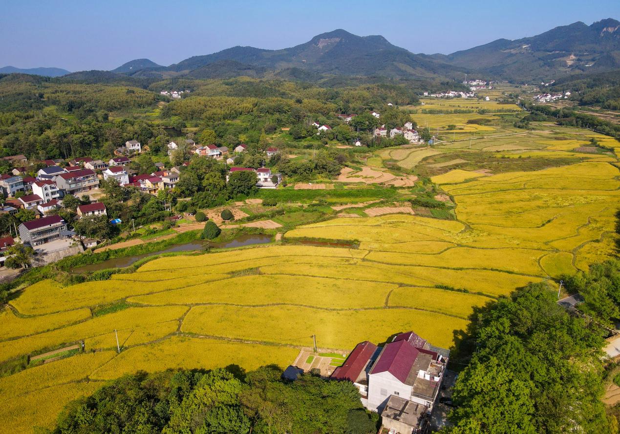 C:\Users\ahfzrb\Desktop\2024.10.9安徽庐江：山村 “丰”光好\DJI_0539.jpg