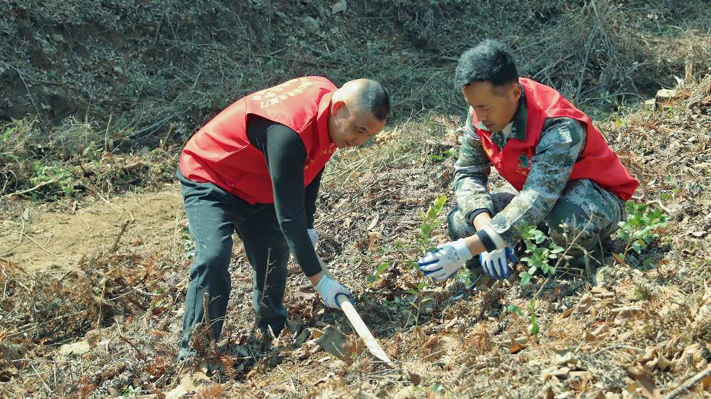 20240309乌石镇植树 (3)
