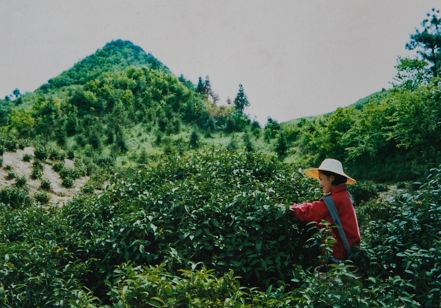 历史影像--金鸡山神茶树的传说--孙仲摄影
