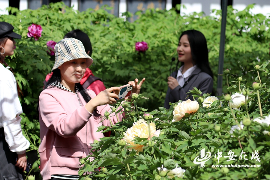 3月30日，在肥东县张集乡刘氏宗祠160多年的牡丹花王，含苞待放，娇艳动人，引得不少游客前来拍照留影观赏.jpg