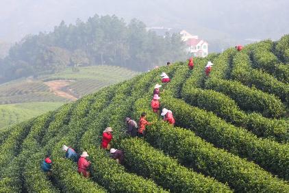 安吉采茶工意外伤害保险，为当地茶产业发展保驾护航