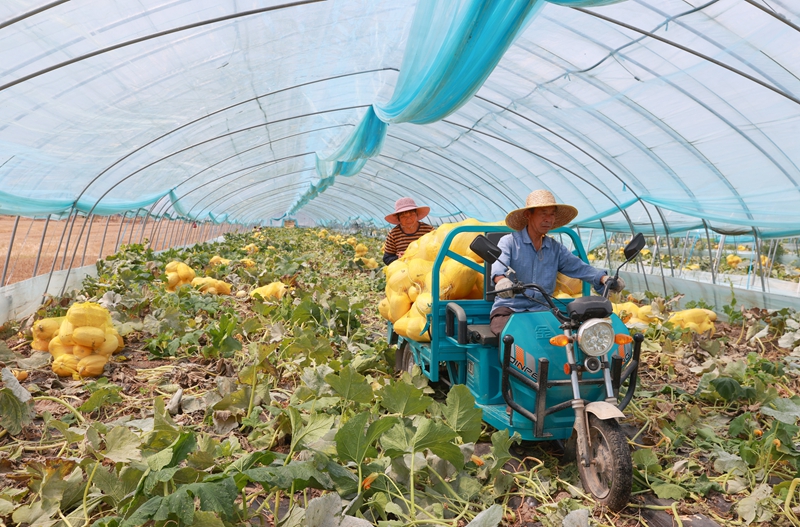 中安观察从一颗瓜到一群宝看“皖美农品”的“破圈”密码(图3)