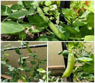 C:\Users\123\Documents\Tencent Files\756614862\FileRecv\MobileFile\Collage_20230425_124057.jpg