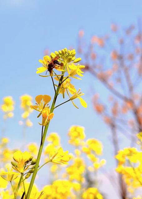 调整大小 11、校园里的油菜花+雷守宝+2023级电气设备运行与控制3+2班+王宇.jpg