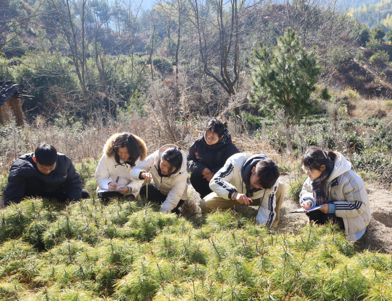 记录苗圃植株生长情况