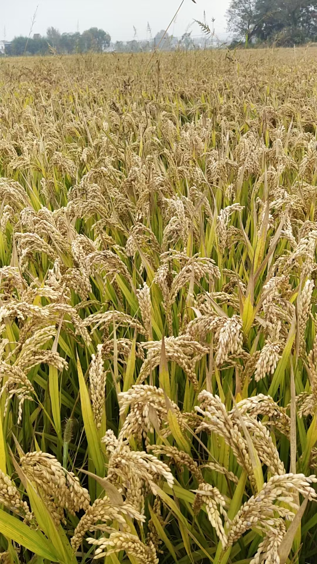 432147d1064589a1117ab13ce0c2a367