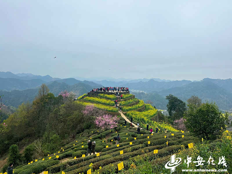 层层叠叠的山峰包裹着云雾，点点金黄点缀其中，如梦似幻。3月18日上午，“相约安徽·向春而行”最美皖南采访组来到了歙县霞坑镇石潭村.jpg