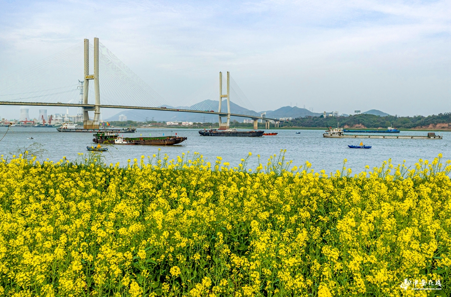 3月26日，长江安徽省铜陵市段水域，岸边油菜花黄，春意盎然，江心船行如梭，百舸争流，一派繁忙的运输景象。.jpg