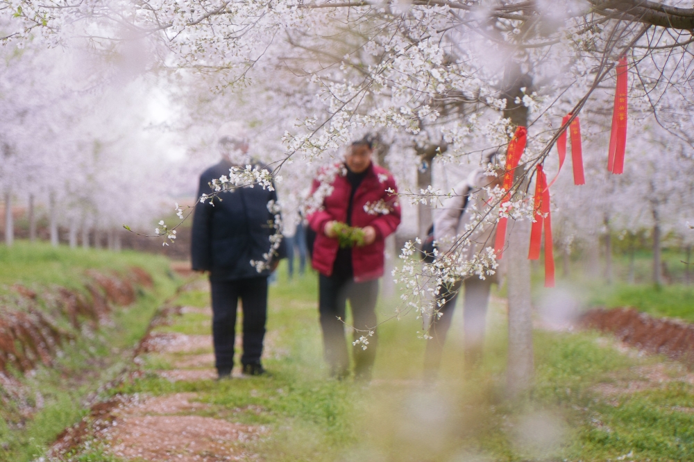3月22日，春雨初歇，雨霁风光，千花百卉争明媚，正是踏青好时节。在湾沚镇中樱嘉锦樱茶园，这里是粉色和绿色的海洋.jpg