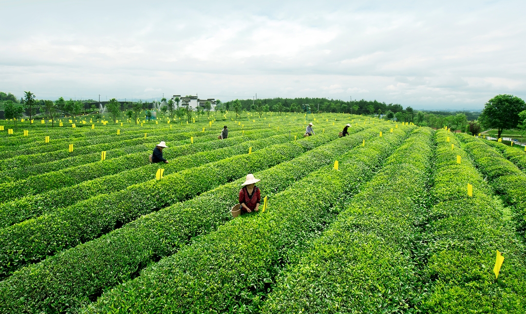 谢裕大茶博园-生态茶园采摘_结果