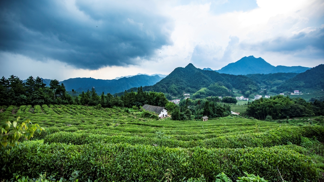14茶-大滑岭茶园_结果