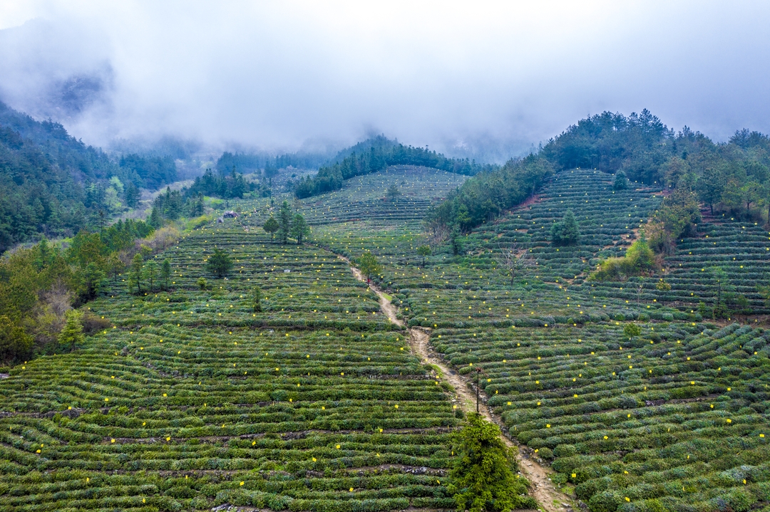 13茶-公山茶园_结果