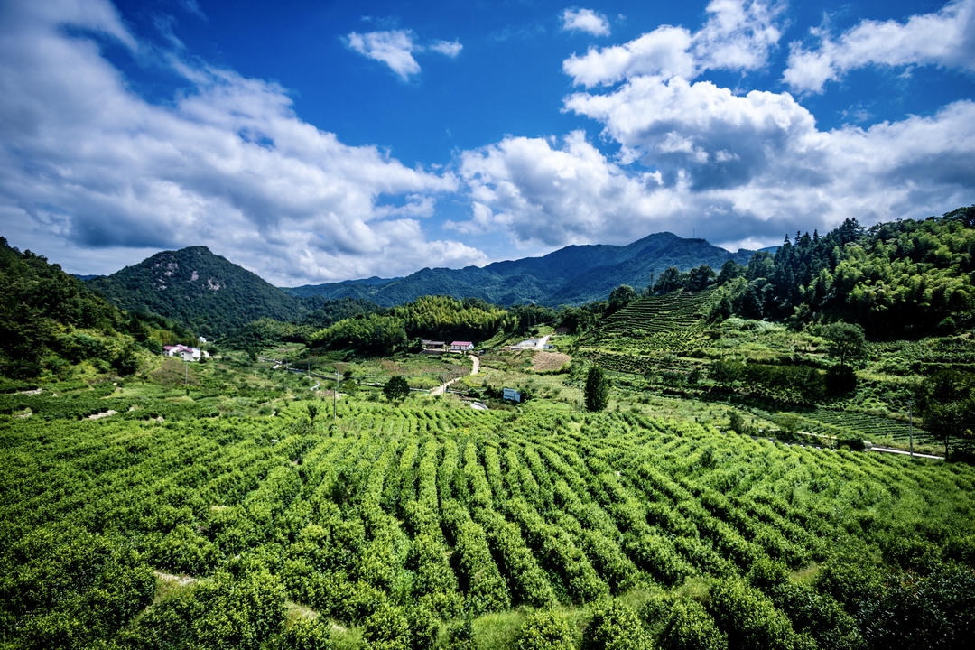 11茶-悦溪茶谷_结果