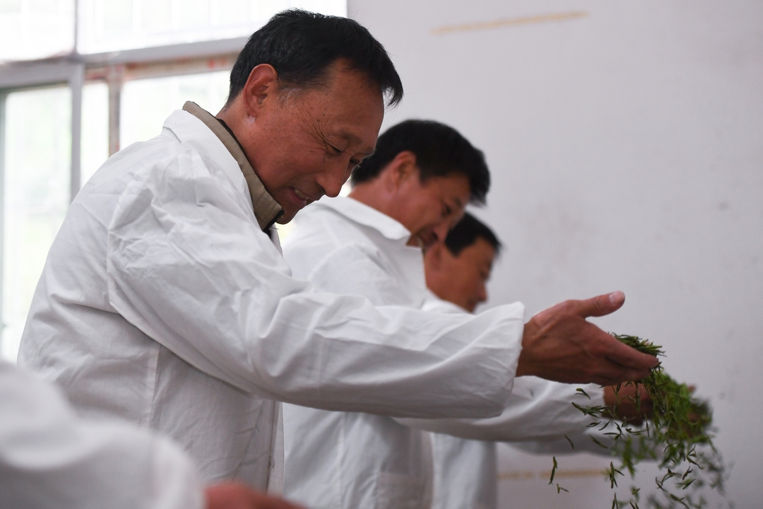 省级非遗传承人冯立彬手工制茶_结果