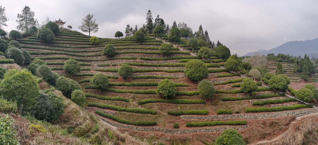 碧云有机茶园_结果