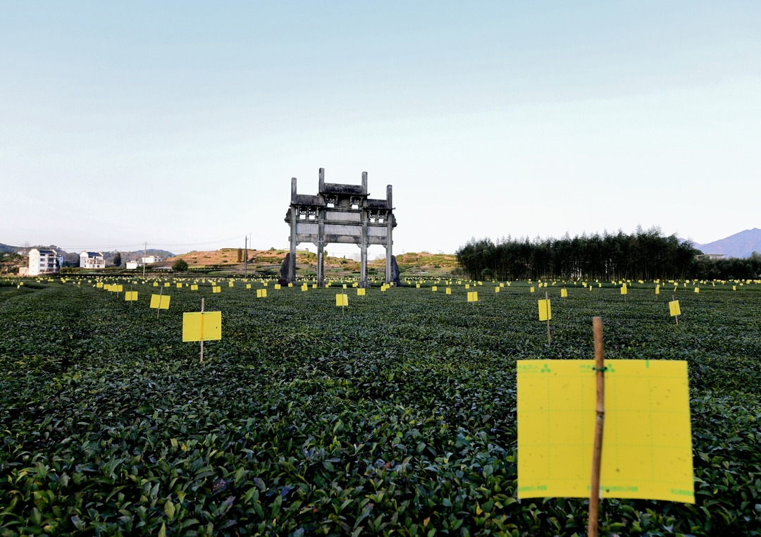 黄板插放2_结果