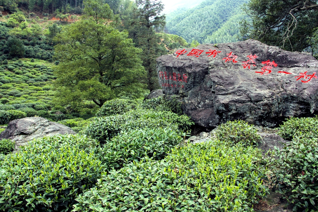 有机茶第一村_结果