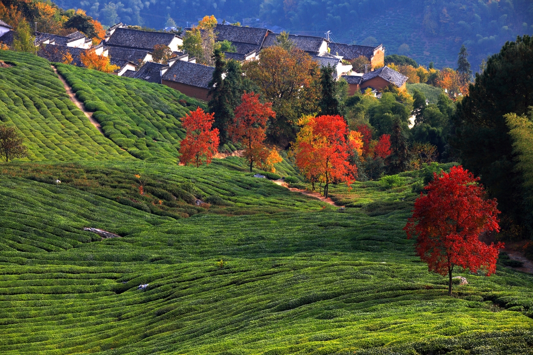 齐云山七里顶茶园_结果