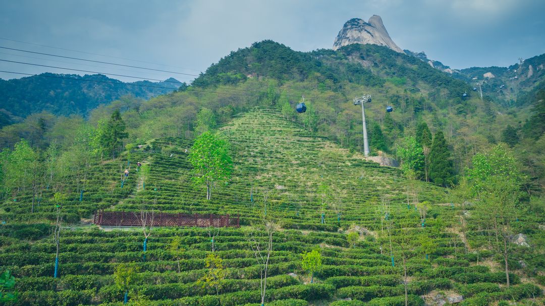 天柱山大龙窝茶园_结果