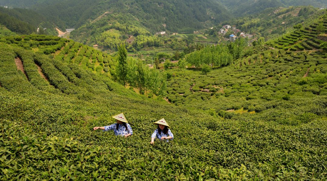 彭河万亩生态茶园一角，倪河村_结果