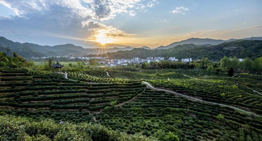 历口茶园智慧茶园_结果