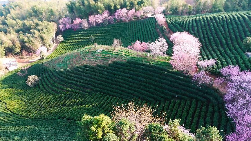 黄山区最美生态茶园