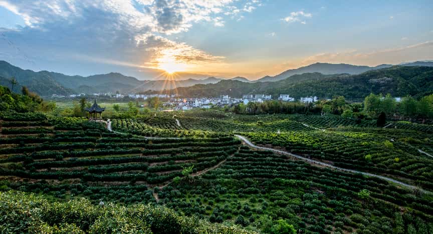 历口茶园智慧茶园