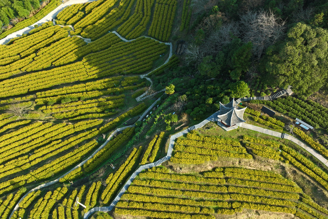 1-6-中国最美硒茶园（坳头茶园）