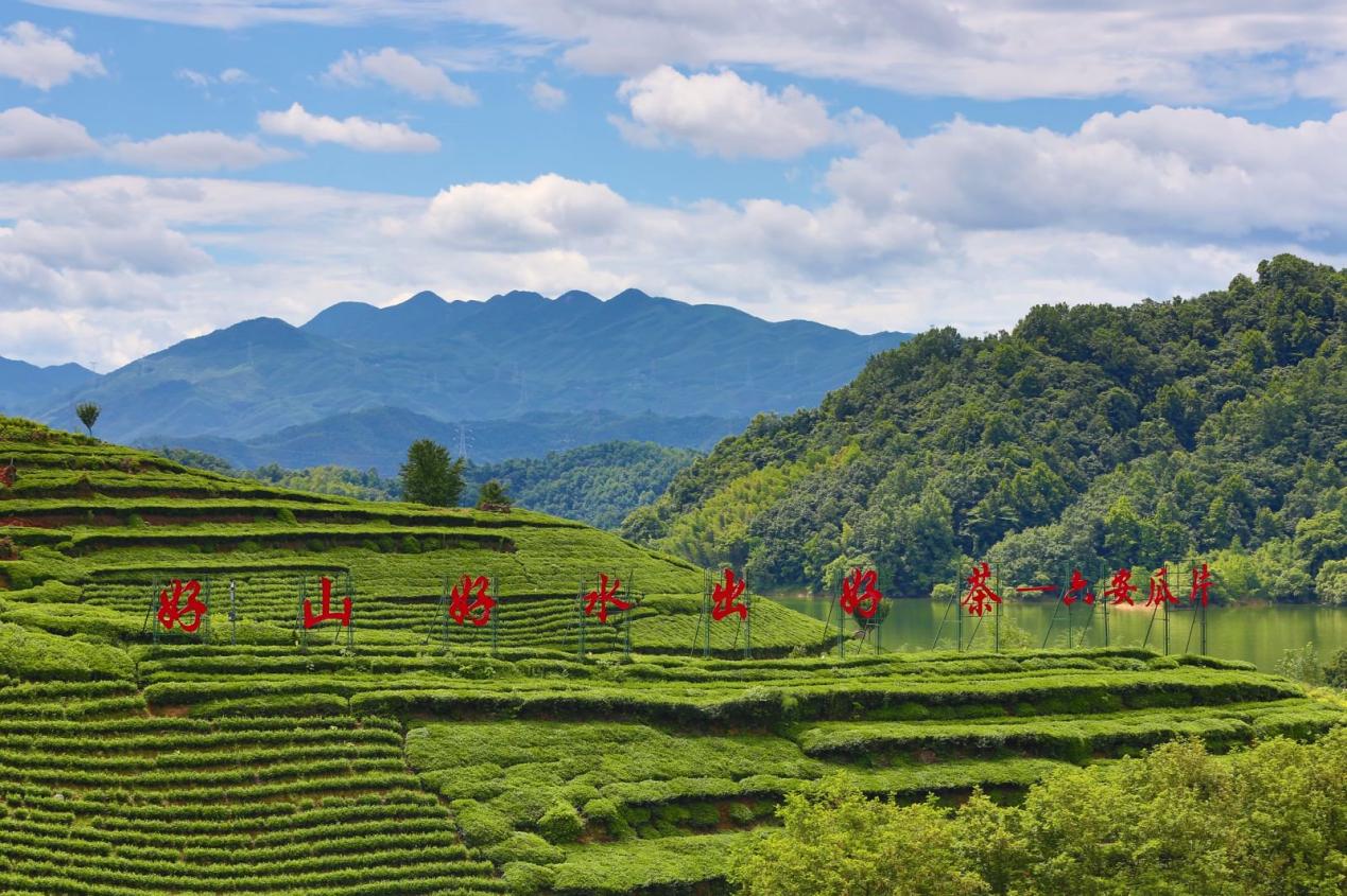 茶山景观图