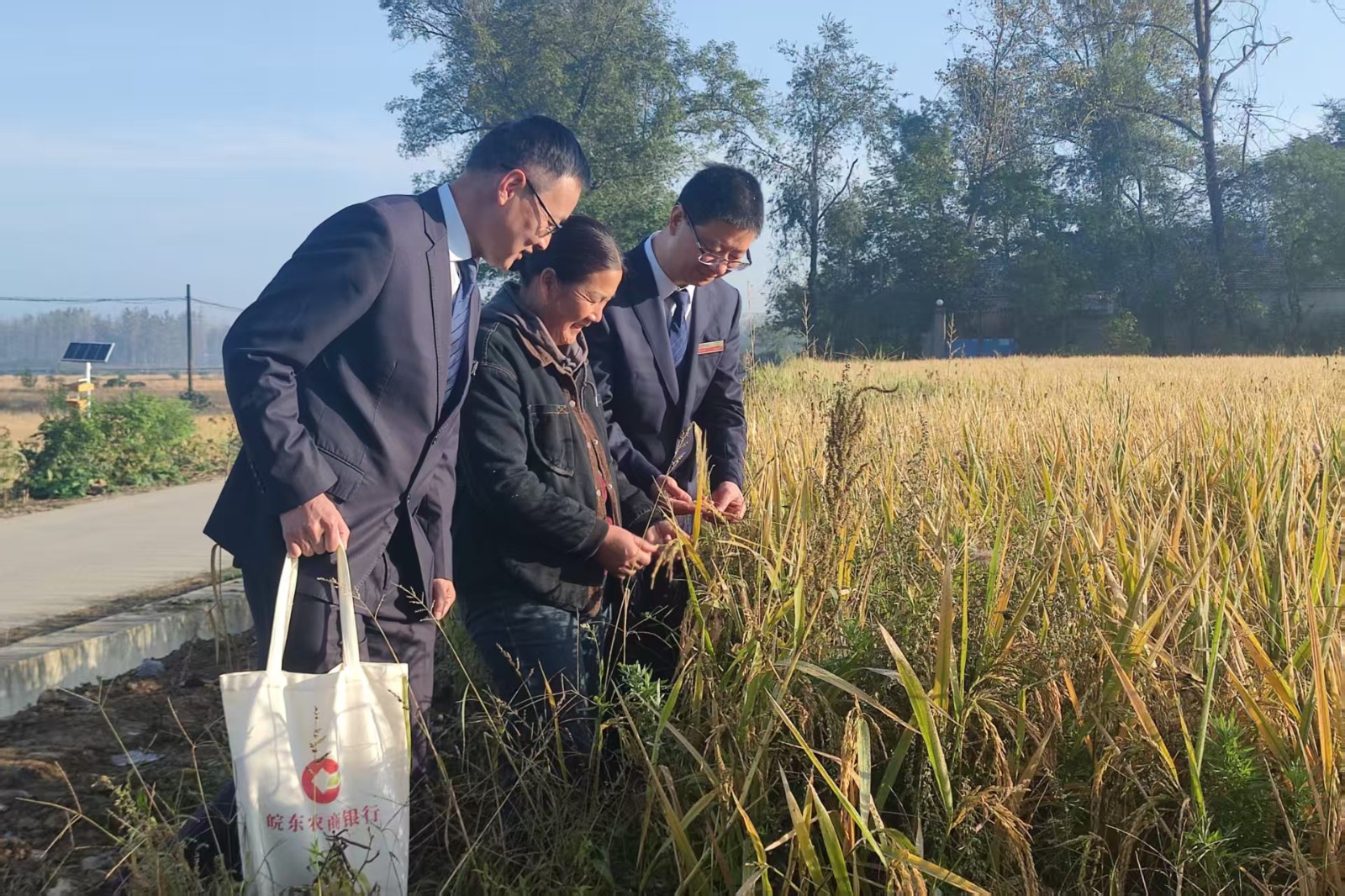 滁州皖东农商银行:“金农政保贷”助力秋收加速度 绘就丰收新画卷.jpg